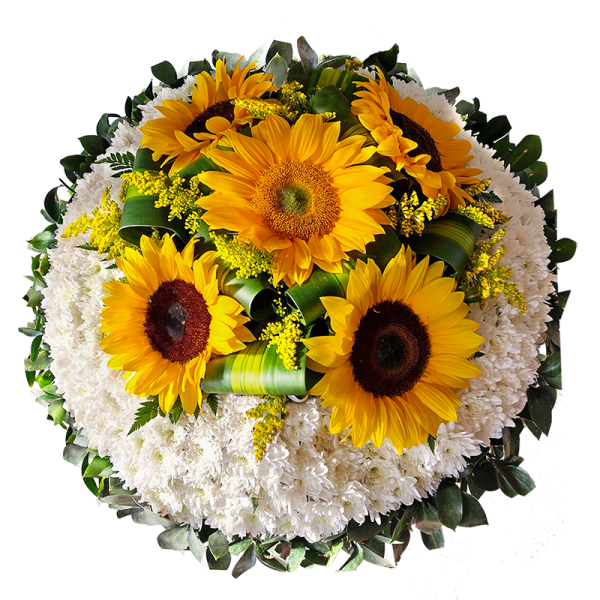 CR-80 GIRASOL